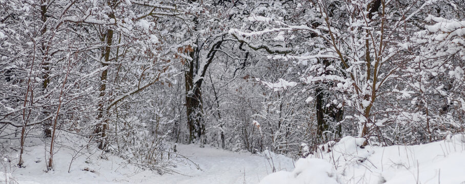 Winter forest landscape with snow covered path among trees and bushes
