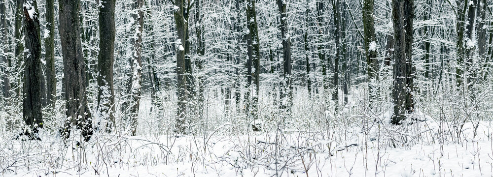 Winter forest with snow covered trees and frost covered bushes
