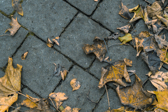 autumn leaves on the ground