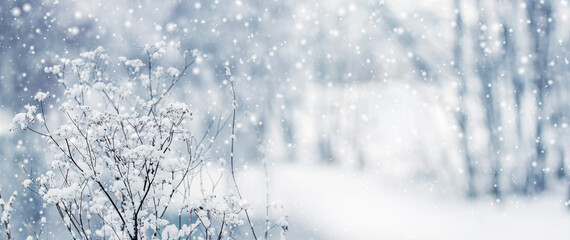 Obraz premium Snow covered plant branches against blurred winter forest during snowfall