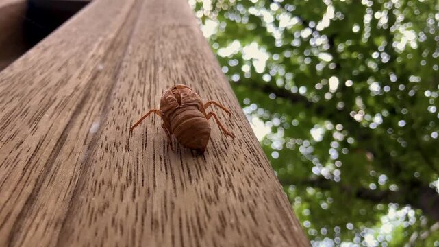 Cicada exoskeleton clings to tree bark in summer.