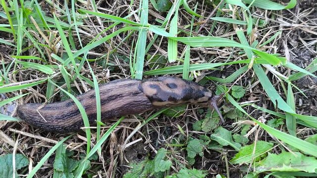 A great slug is crawling across the lawn in the garden. The great slug or the great leopard slug is a terrestrial gastropod mollusk of the order pulmonary snails of the family Limacidae.