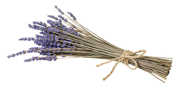 Isolated fragrant rustic bundle of dried lavender flowers tied with natural jute twine for aroma