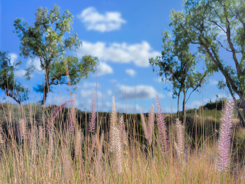Ornamental Fountain Grass in Sunny Natural Landscape