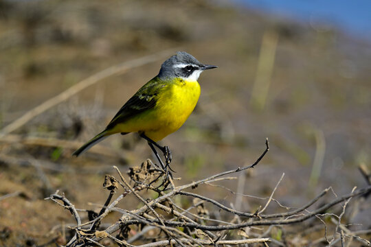 Iberische Wiesenschafstelze // Spanish wagtail, Western yellow wagtail (Motacilla flava iberiae) - Carrapateira, Algave, Portugal
