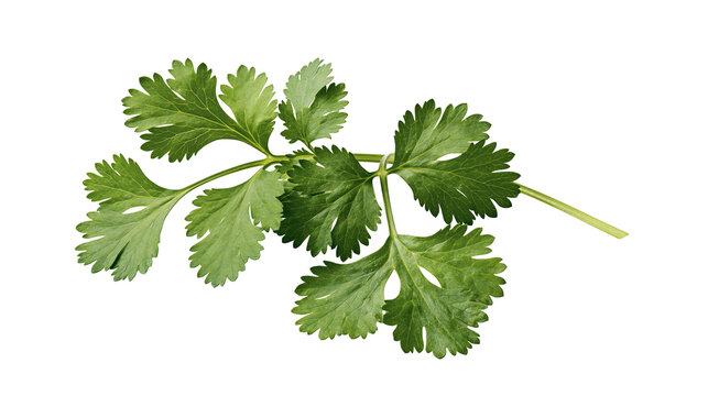 Isolated fresh green cilantro leaves sprig, aromatic cooking herb for healthy food