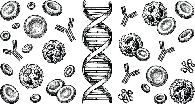 DNA helix strand with human blood cells and immune system antibodies in vintage woodcut engraving style vector graphic illustration