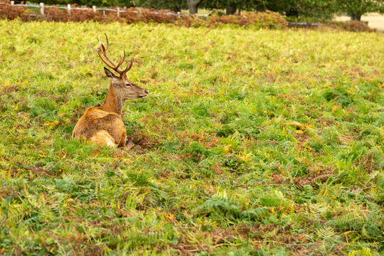 deer in the forest