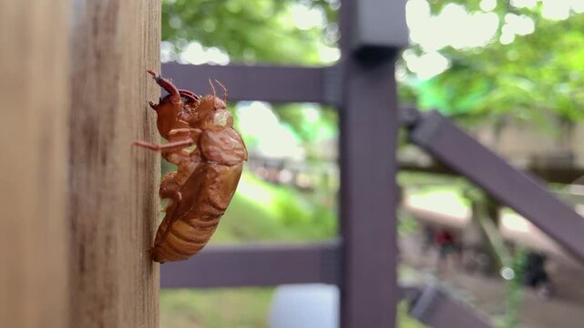 Cicada exoskeleton clings to tree bark in summer.
