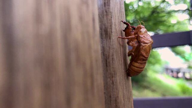 Cicada exoskeleton clings to tree bark in summer.