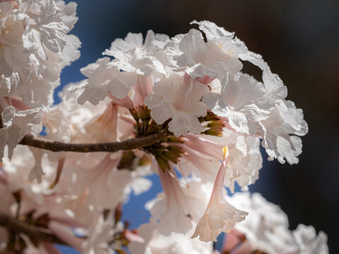 Detail of a flower detaching from a branch of white ip&ecirc; trees. Close up photography.