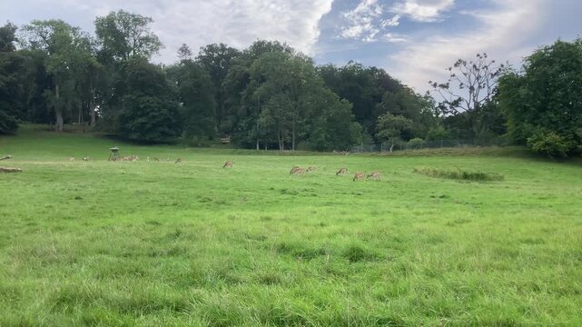 Herd of Fallow Deer in Autumn Forest Enclosure