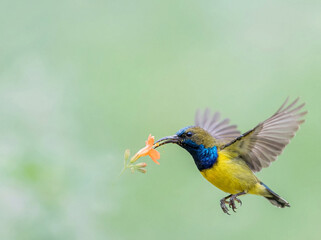 Fototapeta premium Olive-backed sunbird hovering and sipping nectar from orange flower