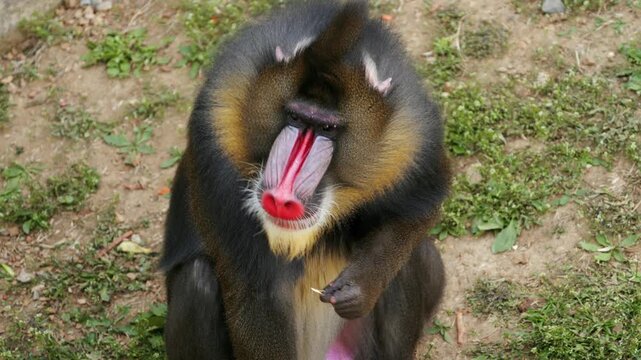 Mandrill Sitting on the Ground with Hand Near Mouth Showing Colorful Face