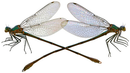 Isolated vibrant damselfly pair with iridescent green bodies and delicate wings crossing © Francisco