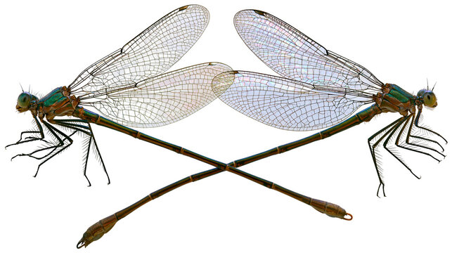 Isolated vibrant damselfly pair with iridescent green bodies and delicate wings crossing