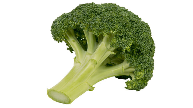 Isolated delicious fresh green broccoli floret showing texture and healthy edible stem for healthy cooking.