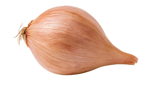 Isolated raw fresh organic shallot with its papery skin and root end, studio shot