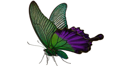 Isolated majestic vibrant green and purple butterfly showcasing iridescent shimmering wings © Francisco