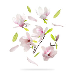Beautiful magnolia flowers and leaves falling against white background © New Africa