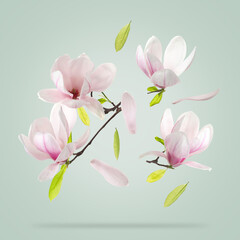 Beautiful magnolia flowers and leaves falling against pastel green background © New Africa