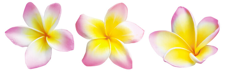 Pink plumeria flowers isolated on white, set. Tropical plant © New Africa