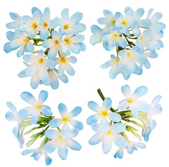 Blue plumeria flowers isolated on white, set. Tropical plant © New Africa