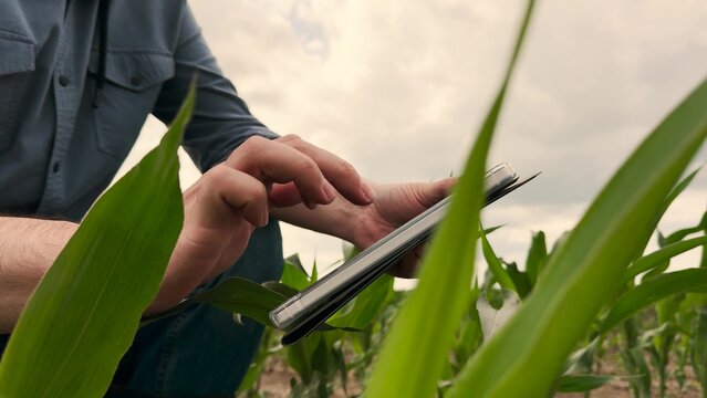 agriculture, farmer working corn field digital tablet, Farmer making crop notes, Man analyzing field, Technology in agriculture sector, Corn plant progress, Rural tech implementation, Outdoor