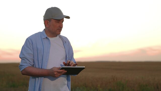 farmer works digital tablet wheat field, agriculture, modern wheat harvesting, industrial farming technologies, modern farmer analyzing field data with tablet computer, agronomist with digital tablet