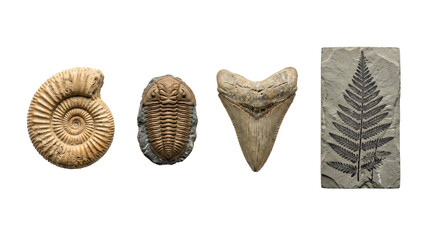 Ancient ammonite, trilobite, shark tooth and fern leaf fossil specimens isolated on transparent background © Hossain
