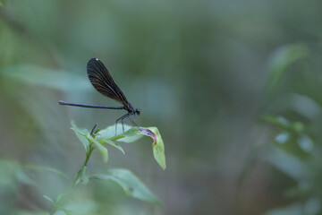 Female Jewelwing Damselfly Perched on Green Leaf © Joni Welda  