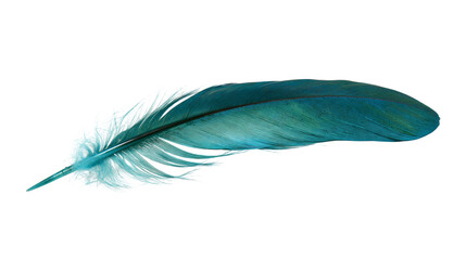 Isolated beautiful iridescent blue-green feather with shimmering texture and delicate details © Conor