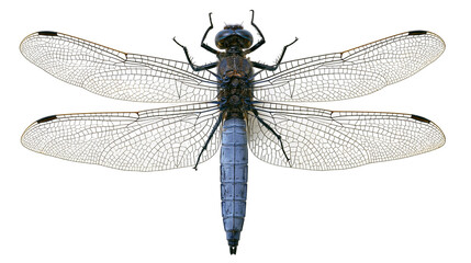 Isolated detailed top view of a beautiful blue dragonfly with intricate transparent wings © Conor