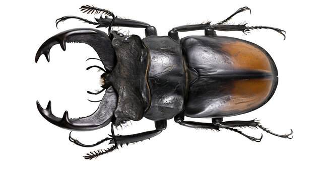 Isolated large male stag beetle with impressive mandibles and dark body, detailed studio shot