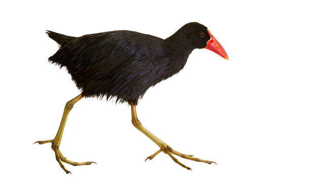Isolated Pūkeko, a vibrant swamphen bird with red bill and long legs, walking side view.