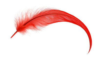 Isolated vibrant red feather, gracefully curved and delicate, an elegant symbol of lightness. © Conor