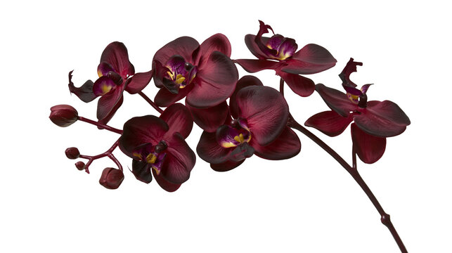 Isolated elegant dark red orchid flower branch with multiple blooming blossoms and delicate buds