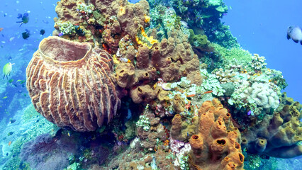 Giant barrel sponge among diverse tropical reef invertebrates © Banu