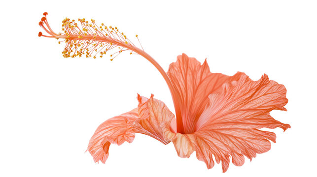 Isolated vibrant orange hibiscus flower with delicate petals and detailed pistil stamen
