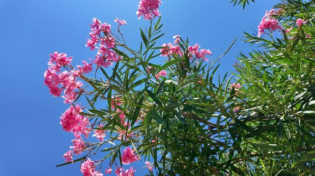 Pink oleander blossoms against clear blue sky