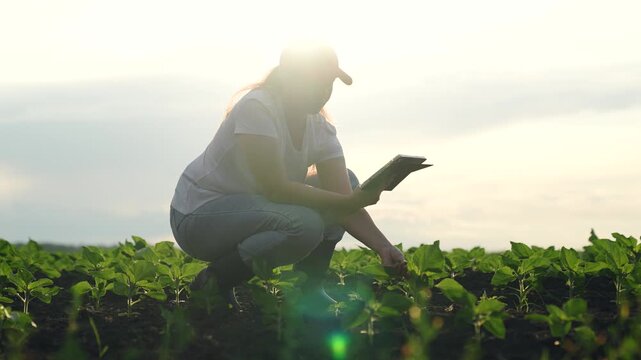 Agriculture, Sunrise over agriculture, Woman with tech in field, Sustainable farm innovation, Young crops with smart monitoring, Data-led plant care, Female-driven farm technology, Sun light inspires