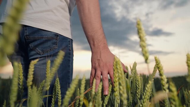 Agriculture, Nature beauty expressed through gentle touch, Reaching out to grain harvest season, The harmony between humanity and soil, Men in agriculture showing stewardship, Evening shadows over