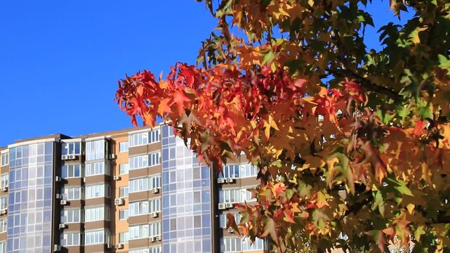 Liquidambar styraciflua American sweetgum beautiful colorful autumn leaves on tree branches, city building background