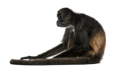Black-handed spider monkey sitting with long limbs, isolated on transparent background © GODSTOX