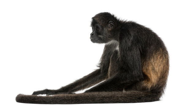 Black-handed spider monkey sitting with long limbs, isolated on transparent background