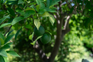 Unripe green citrus fruits growing among glossy leaves on a tree in a sunlit garden © Anna Zaro