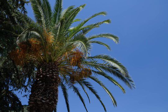 Tall date palm canopy with long green fronds and orange flower clusters viewed from below
