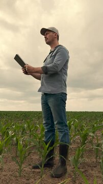 agriculture, farmer working corn field digital tablet, Corn rows and rubber boots, Tablet-driven cornfield business, Farmer as a data analyst, Business intelligence for agriculture, Tech upgrades for