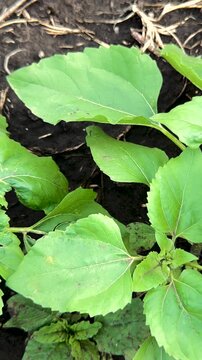 Young Sunflower Plants in Garden, Fresh Green Leaves Close Up, Spring Vegetation Growing, Healthy Seedlings in Soil, Gardening Season Begins, Early Growth Stage, Natural Greenery Background, Close