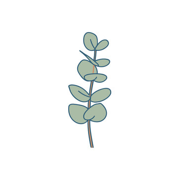 Eucalyptus branch with leaves
